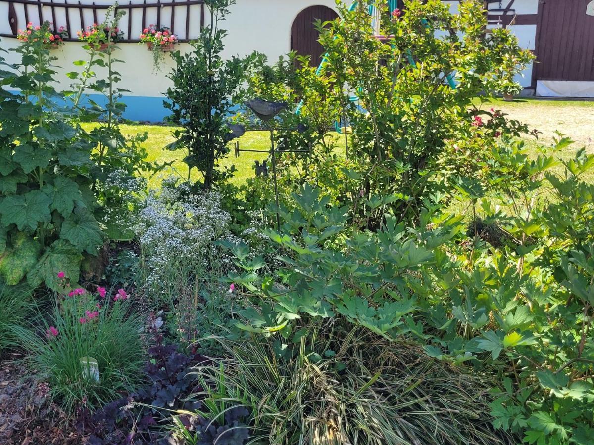 Cosy Holiday Home In Schleithal With Garden מראה חיצוני תמונה